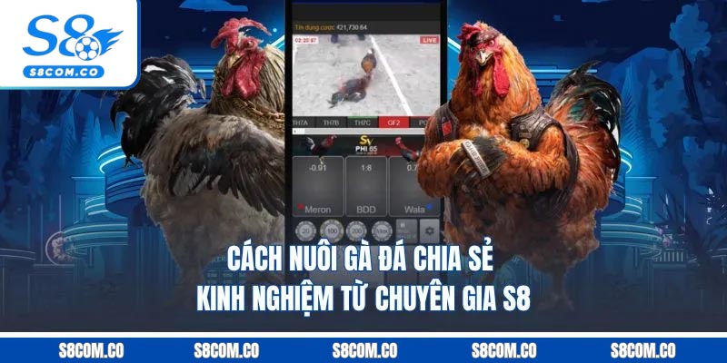 Cách Nuôi Gà Đá - Chia Sẻ Kinh Nghiệm Từ Chuyên Gia S8